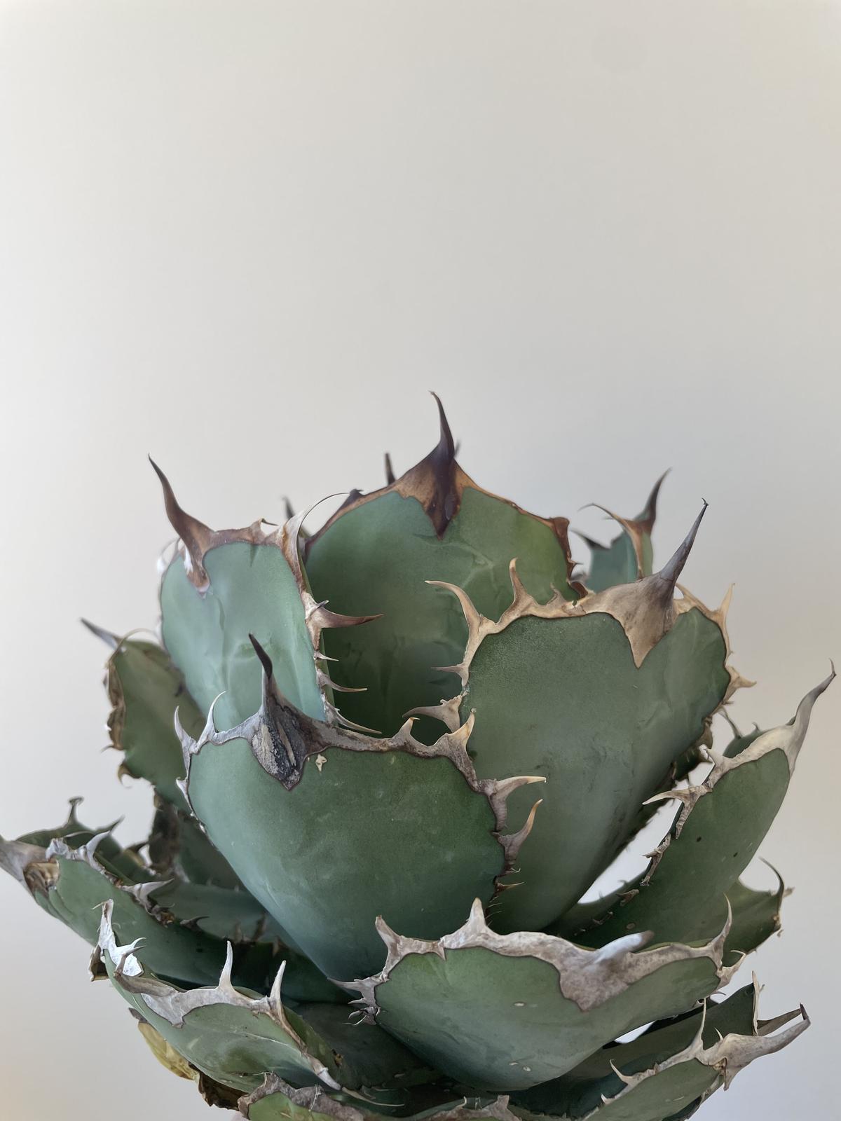 最終値下げ・N/OH鉢】アガベ チタノタ 熊猫