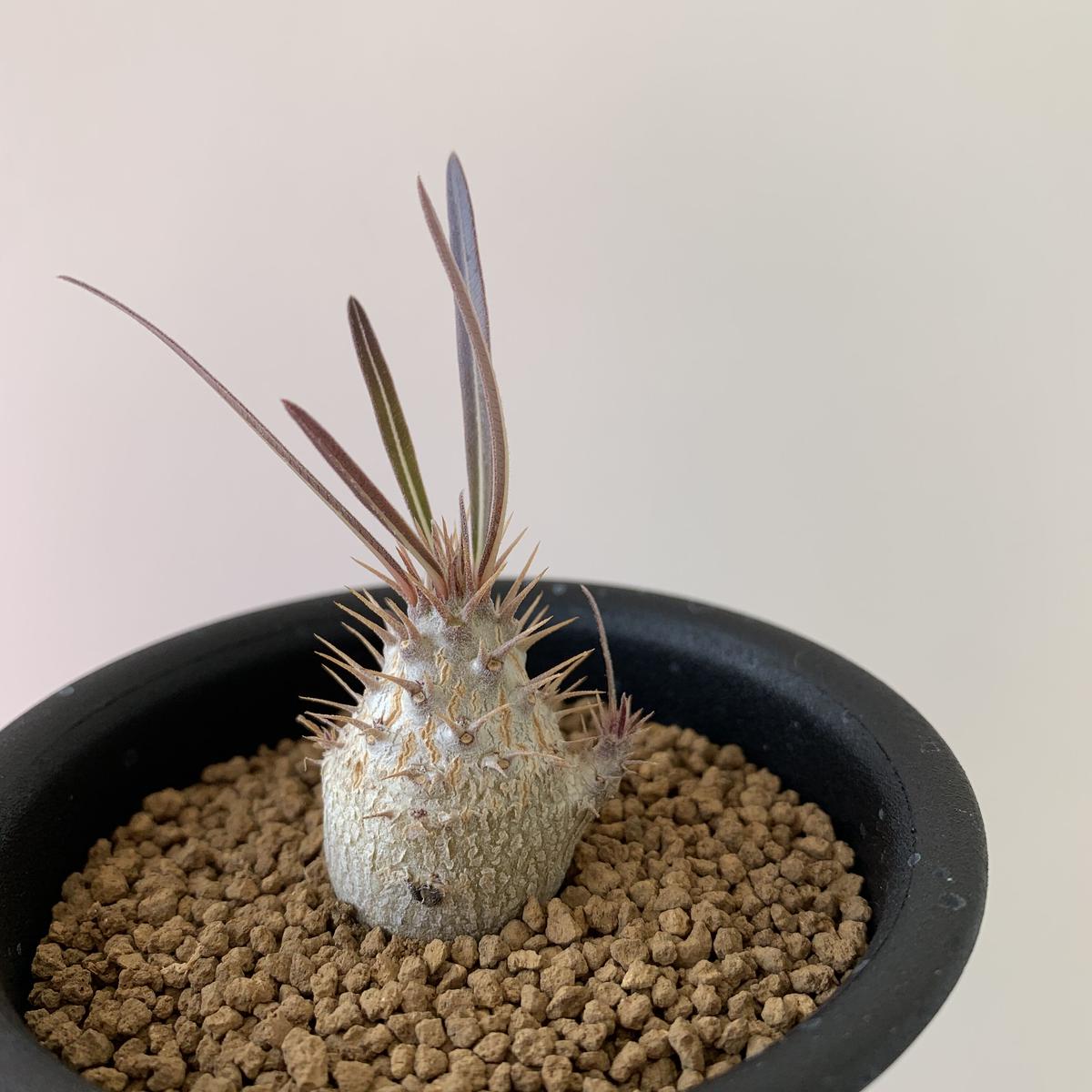 パキポディウム グラキリス トトロ ど迫力•両A面】癒しのトトロ&荒ぶるサイ