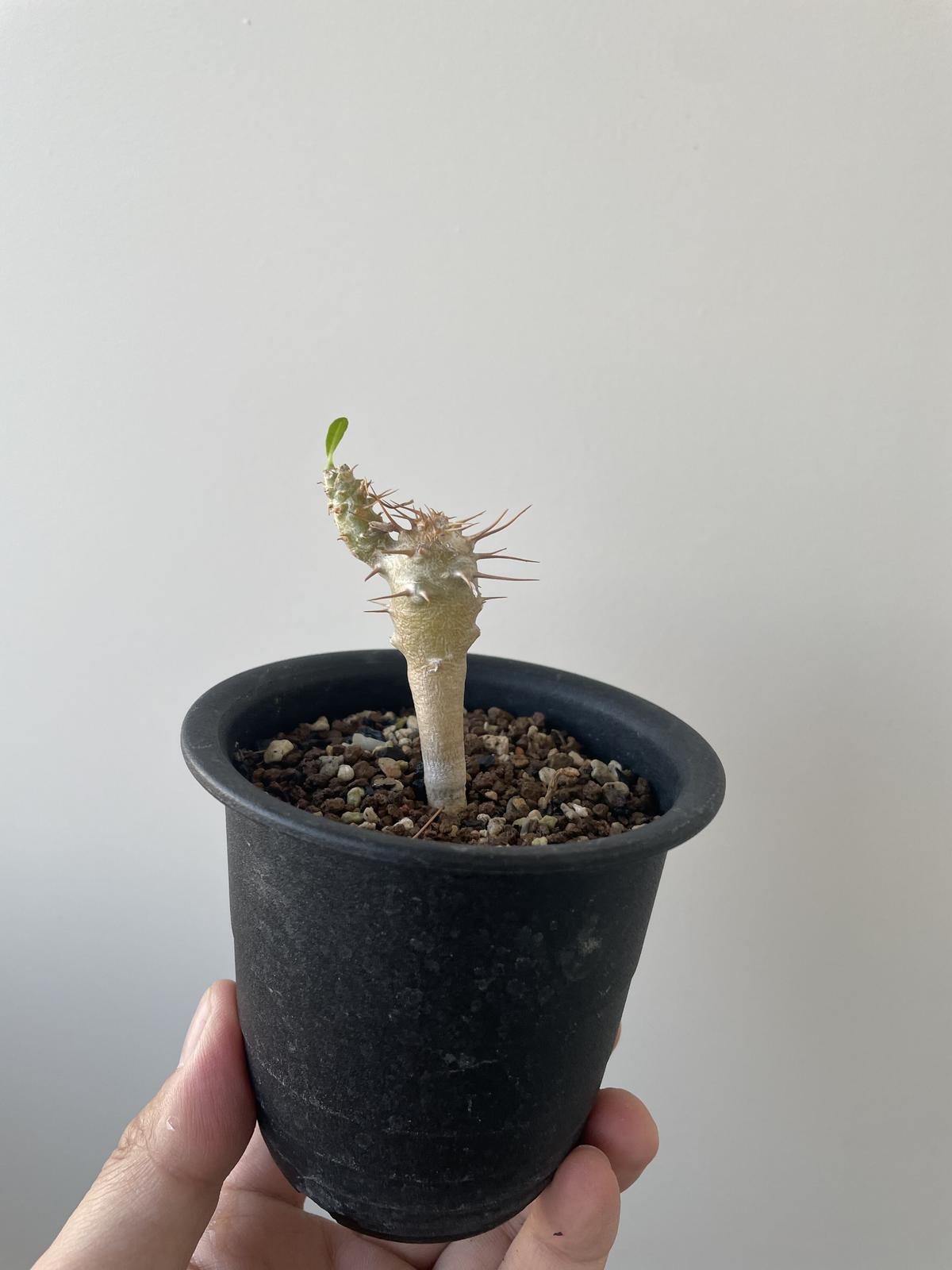 新着】Pachypodium ambongense【激レア品種】パキポディウム