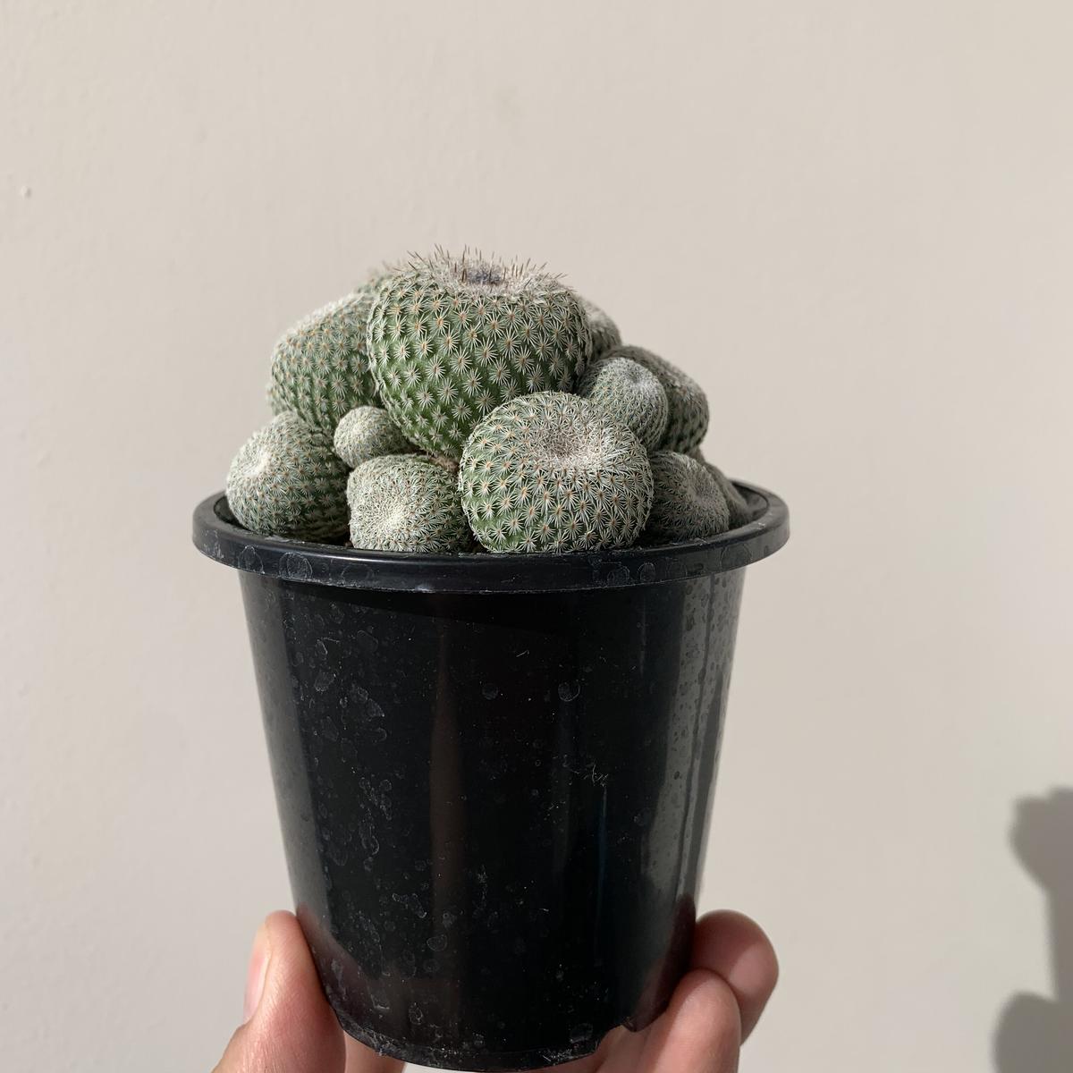 エピテランサ・かぐや姫群生１【アートなサボテン】 | 青坊主-aobouzu-