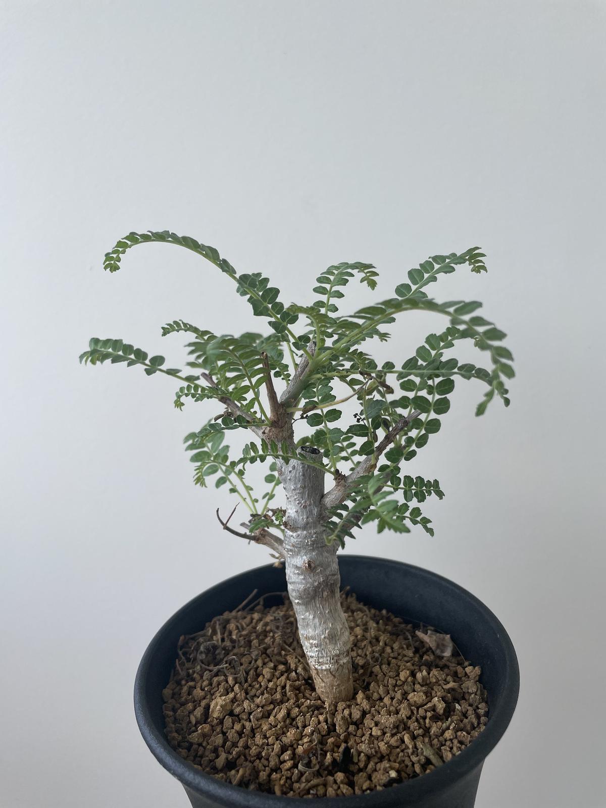 【新着】Boswellia neglecta【良型・国内実生】 ボスウェリア