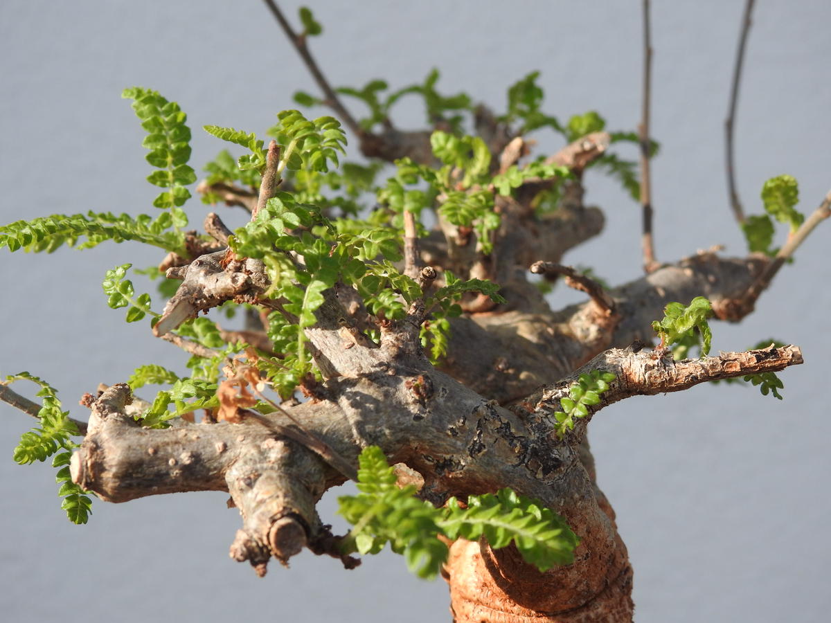35%OFF】 極太 シワ感良形 ボスウェリア ネグレクタ - 植物/観葉植物