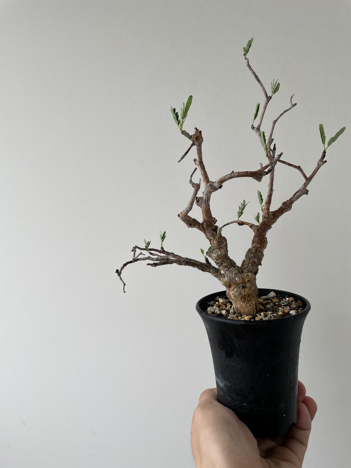 極上コレクション株 センナメリディオナリス センナ：メリディオナリス（実生株） 2.5号鉢植え の通販 | 園芸