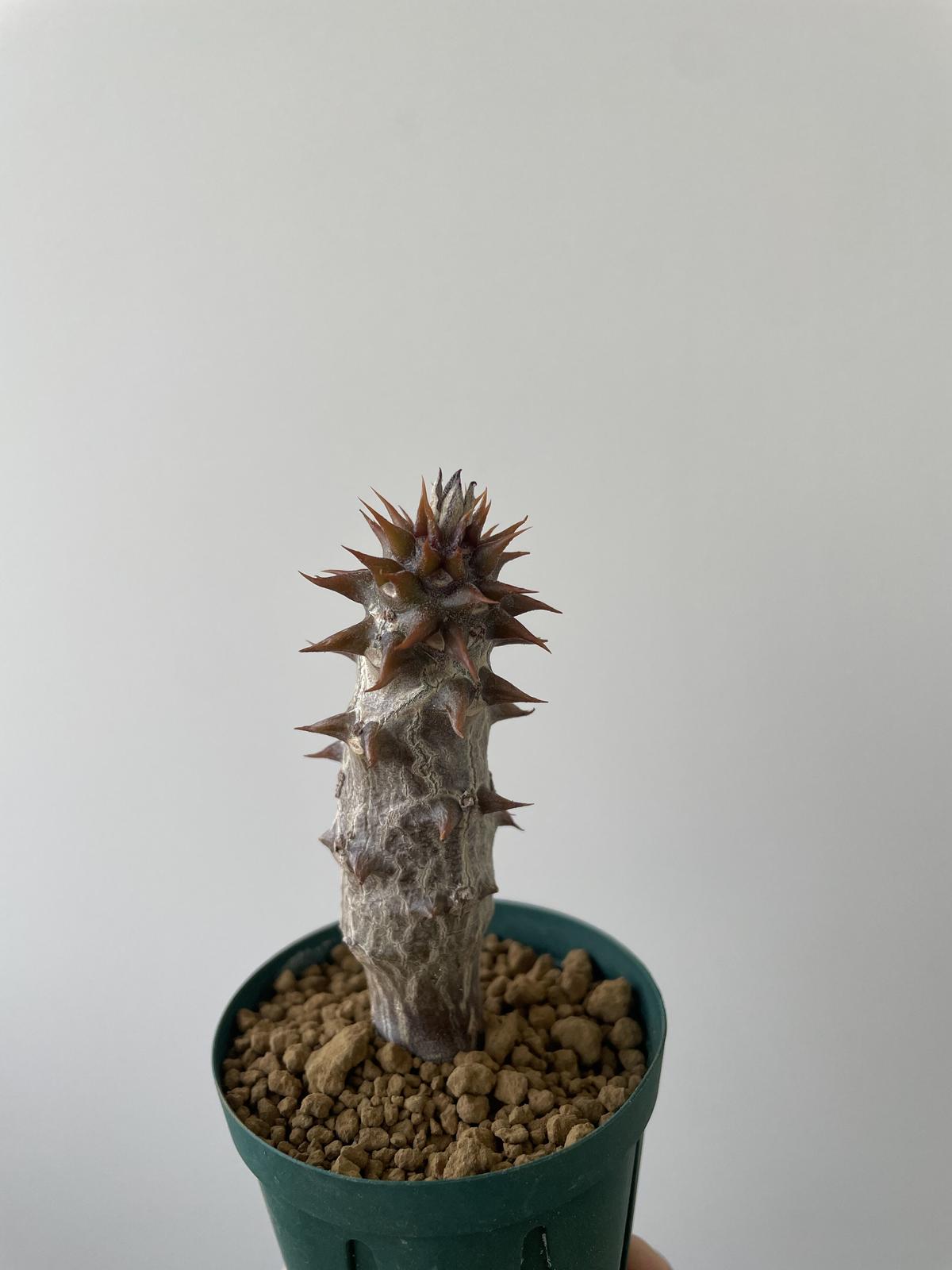 激レア 現地球ウィンゾリー