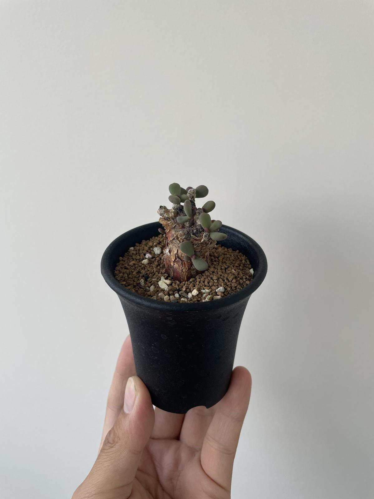 現地球 ケラリアピグマエア 雌雄未判別