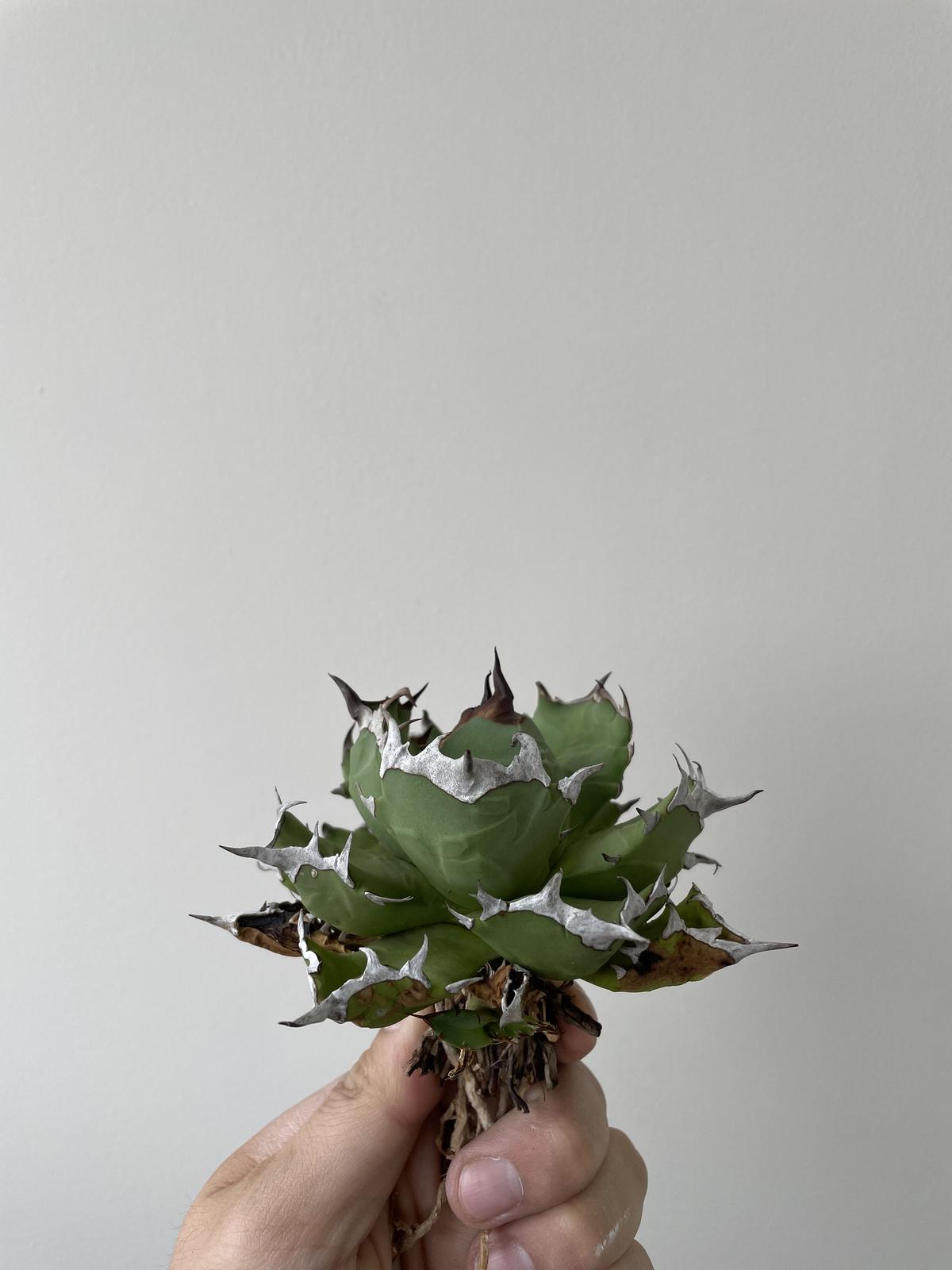 三河黒松『全長約140㎝』引き取り限定。近畿地方のみ配達&植込み可能。