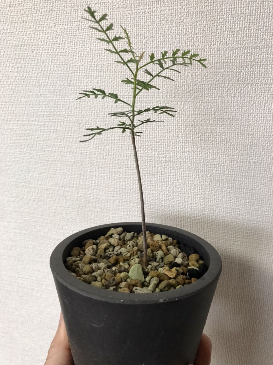 激レア 良樹形 枝ぶり良好 ブルセラ ミクロフィラ 植物 観葉植物 Fountainofyouthnc Com