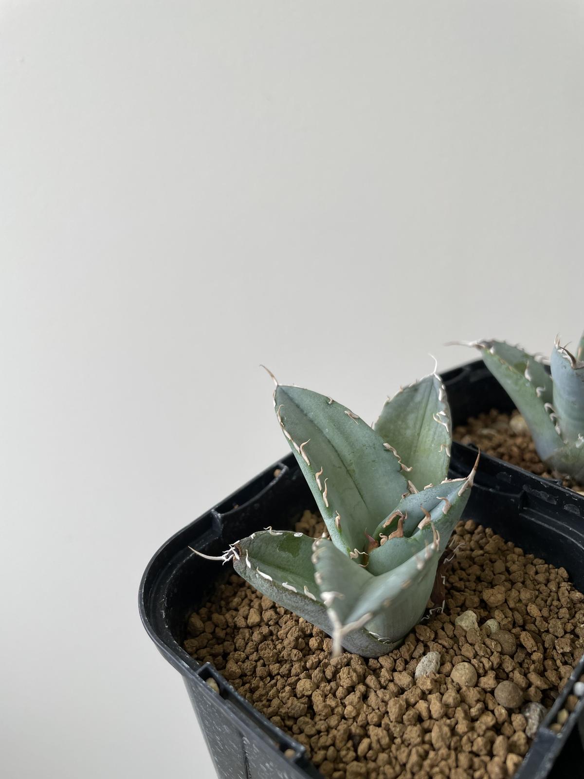 Agave Titanota White Ice【上品な選抜種の子株をランダム配送 Agave Titanota White Ice【上品な選抜種の子株をランダム配送