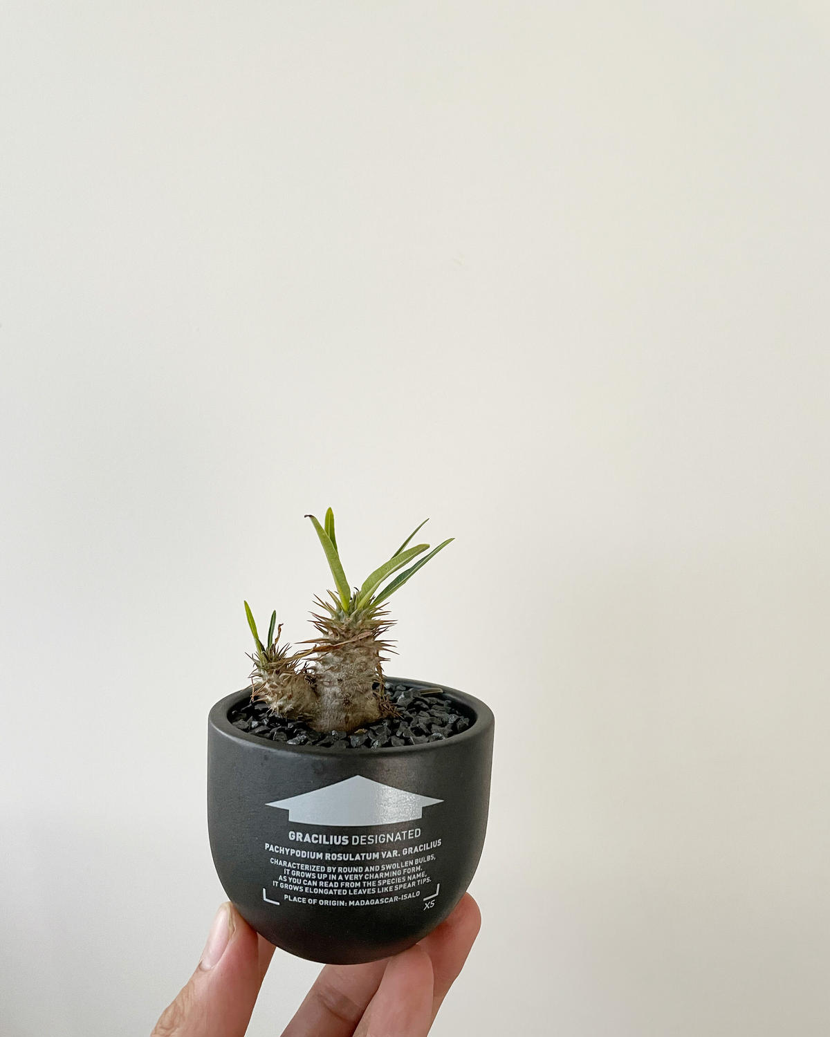 特別価格 Valiem 植木鉢 鉢 ボタナイズ botanize コーデックス 塊根 ...