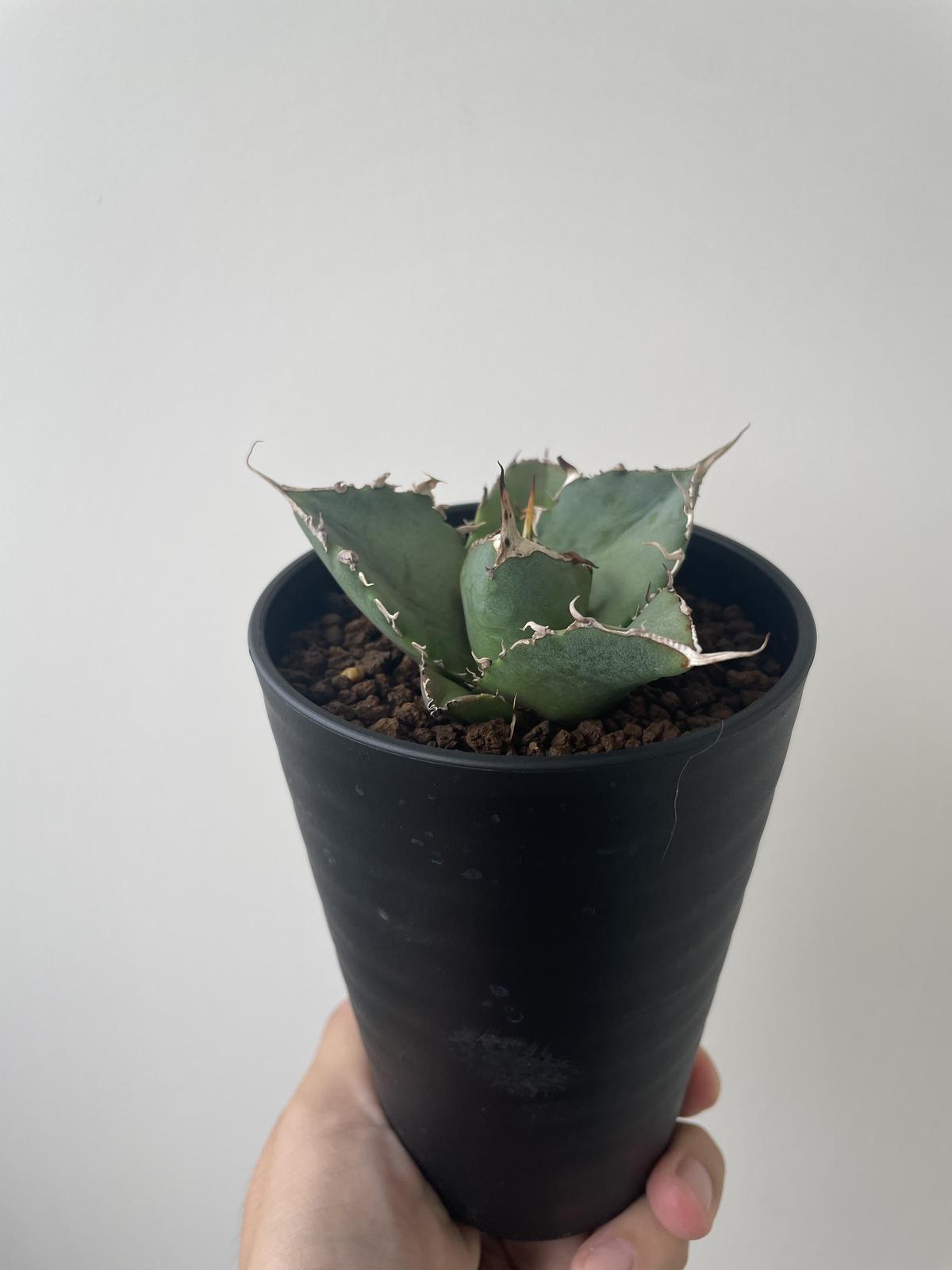 新着】Agave titanota 白鯨【N PLANTS産の極上苗】アガベチタノタ | 青...