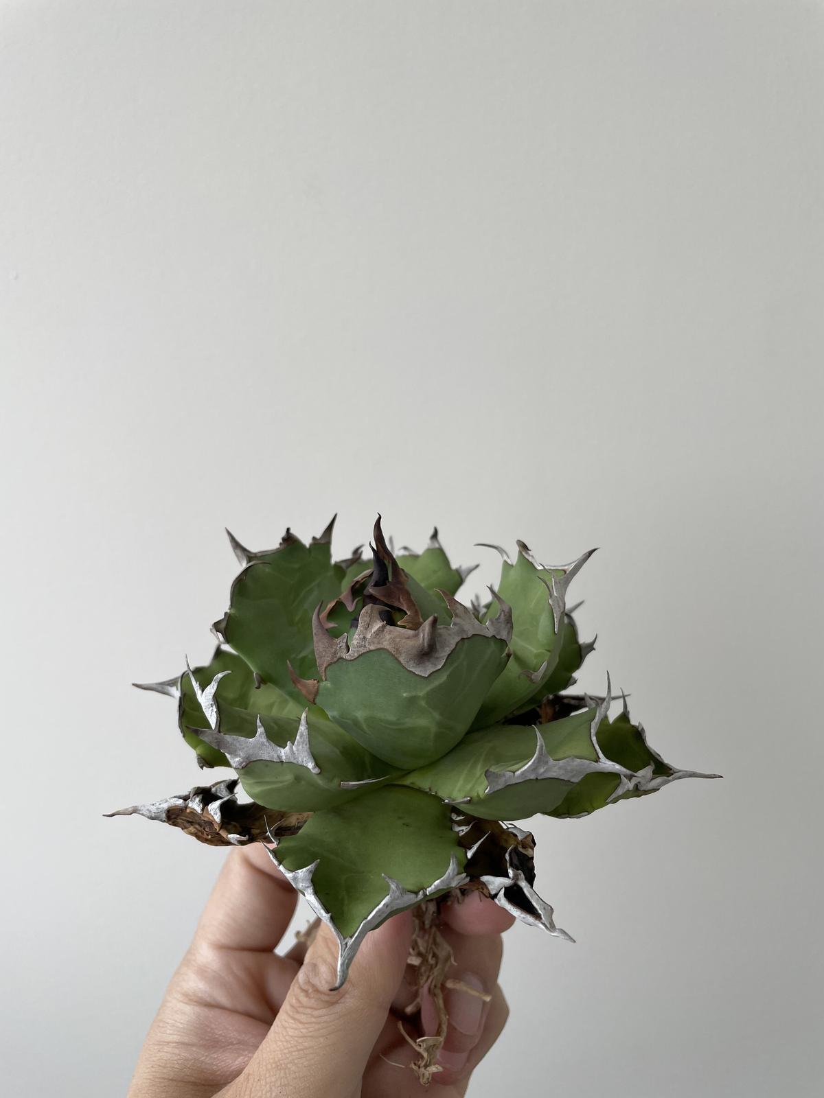 繁星 アガベ チタノタ 龍球会産 OC アガベ（obriy.biz） 