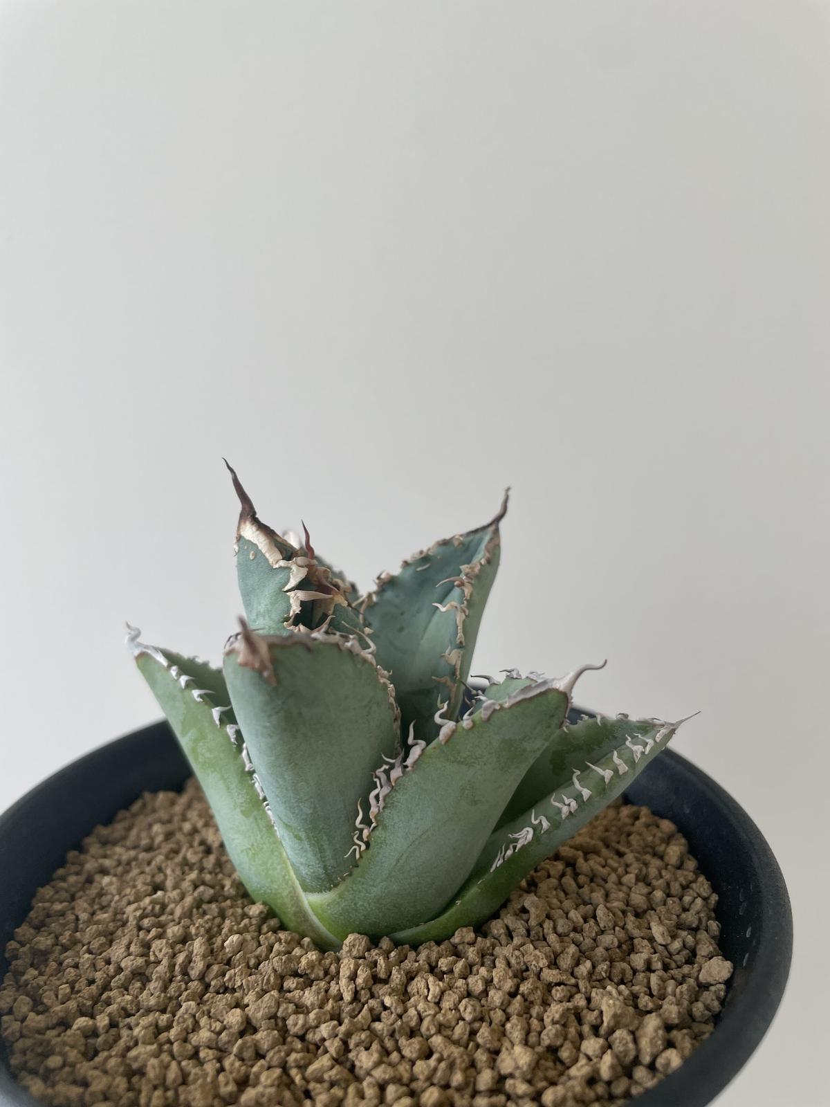 多頭子株】 アガベ チタノタ レオ agave titanota reo 裏棘