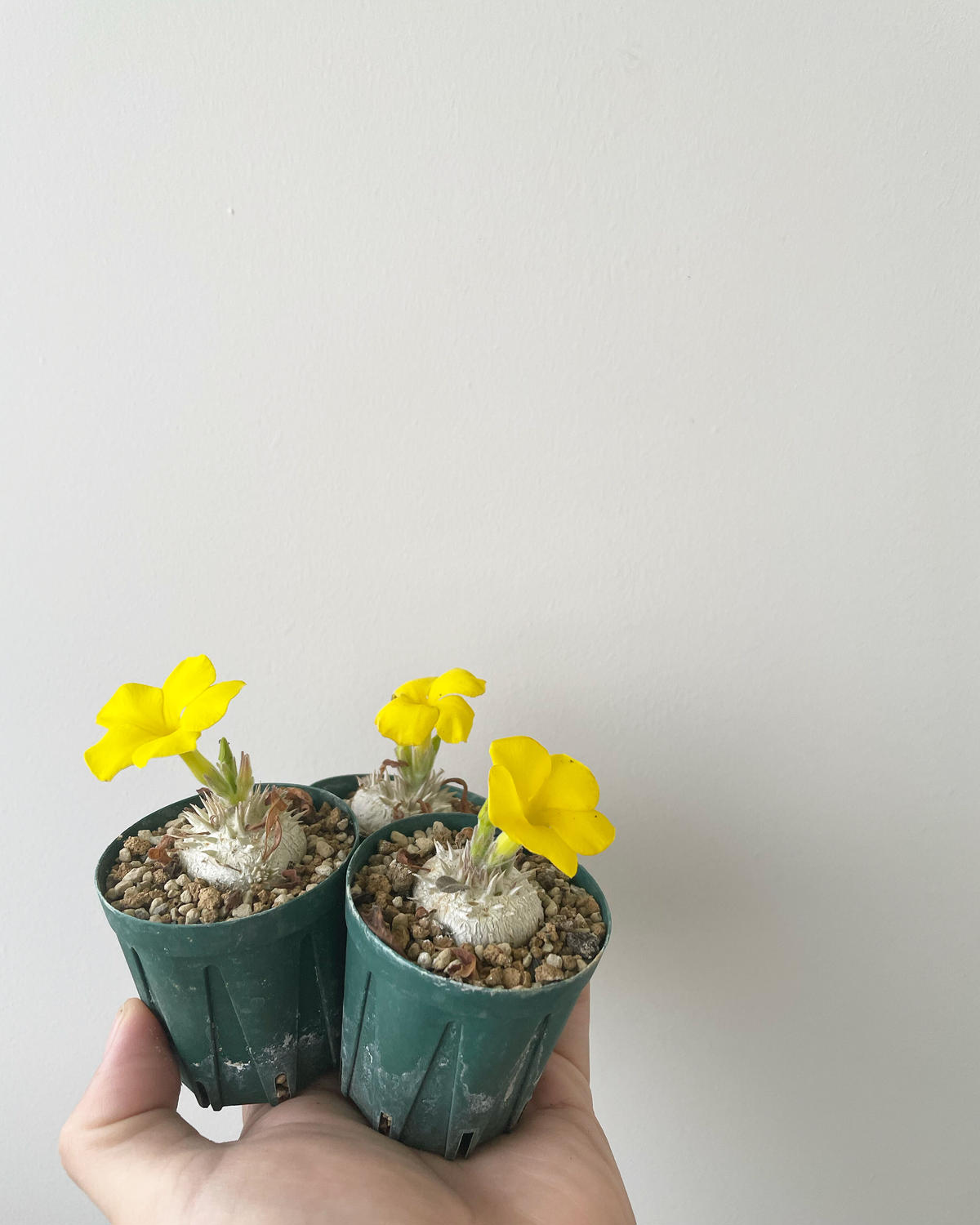 新着 Pachypodium Brevicaule 黄色花の可愛い逸品 パキポディウムブレ