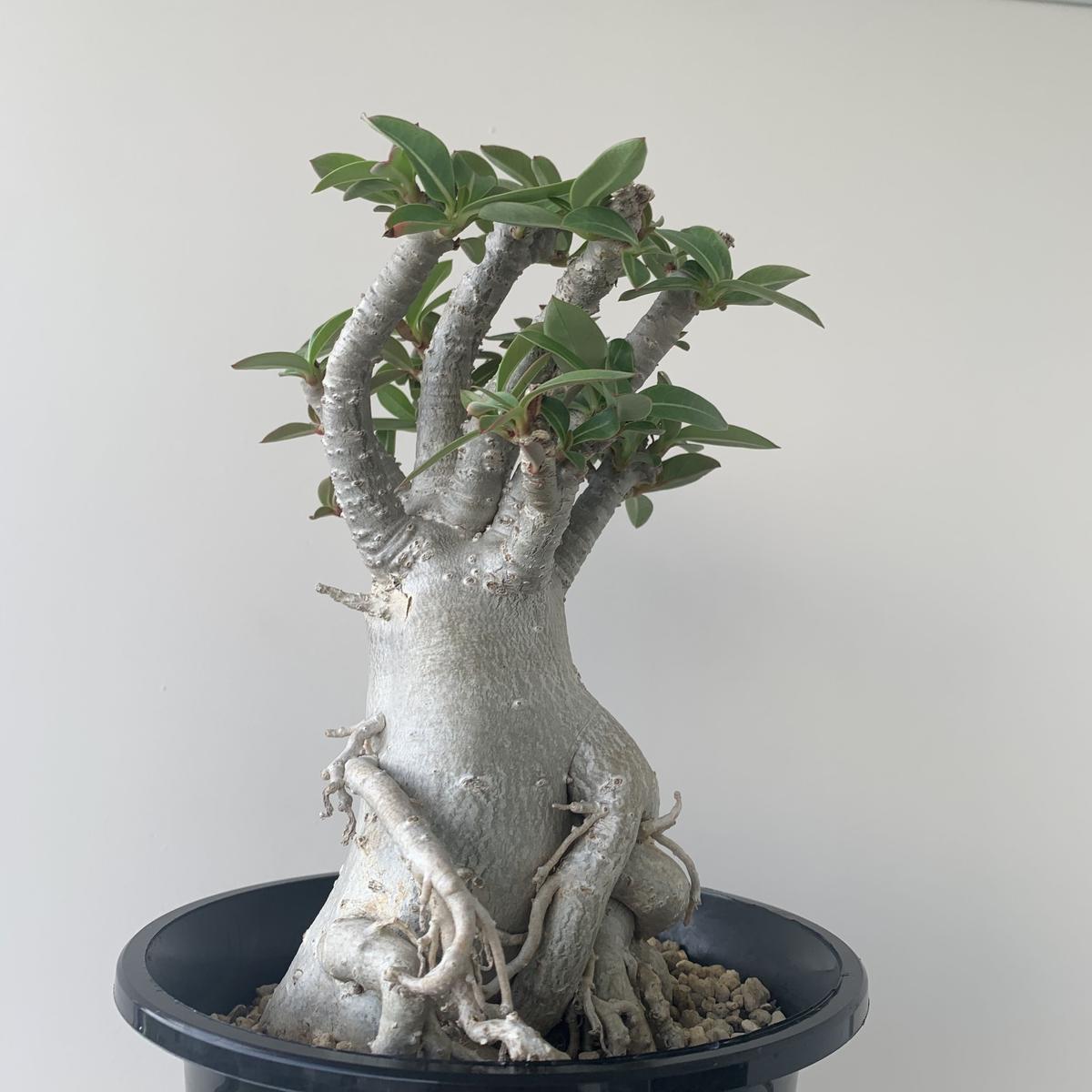 現地球 大株 赤肌 アデニウム ソマレンセ ノバ