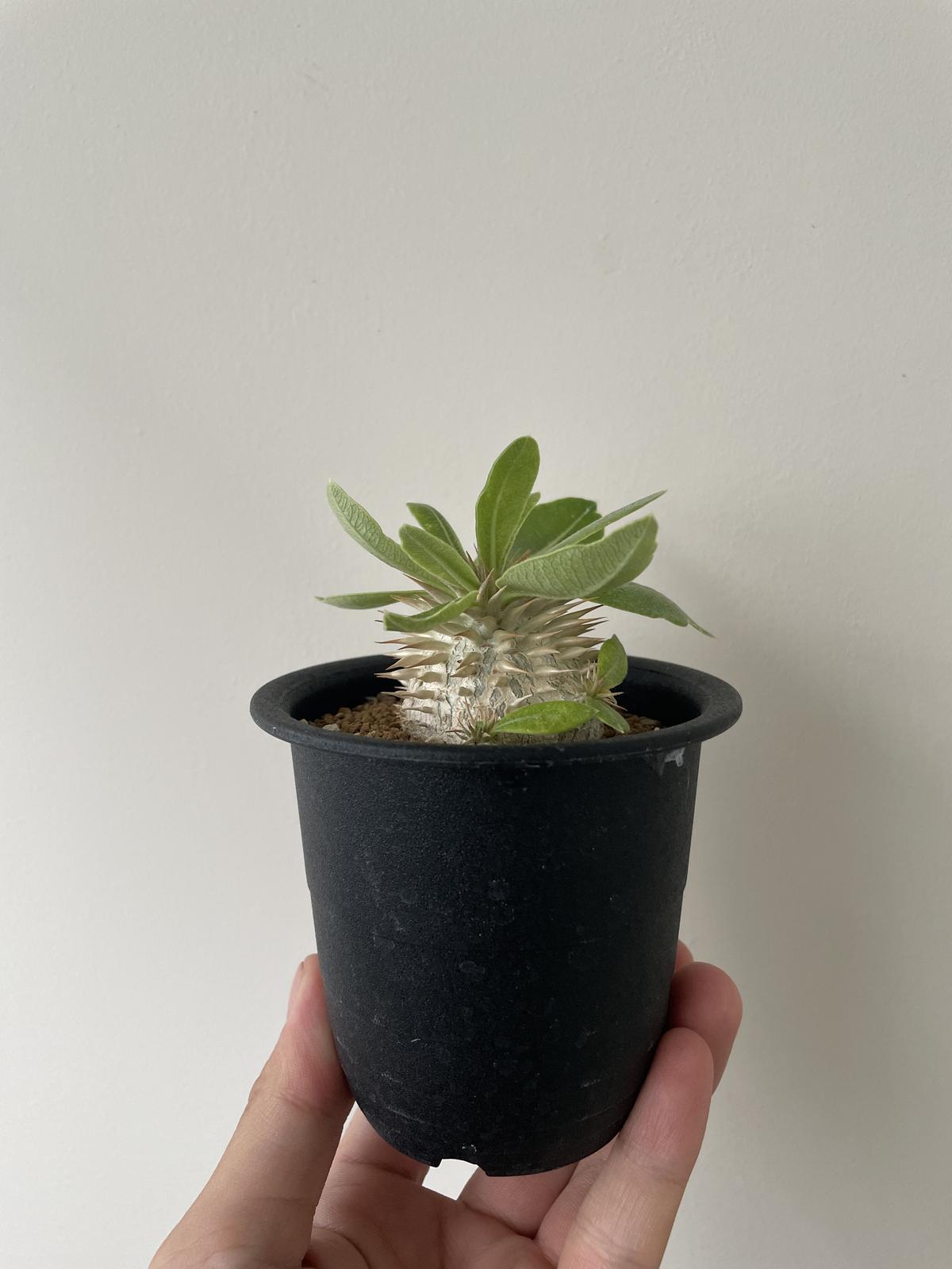 ☆お求めやすく価格改定☆ Pachypodium enigmaticum パキポディウム ...
