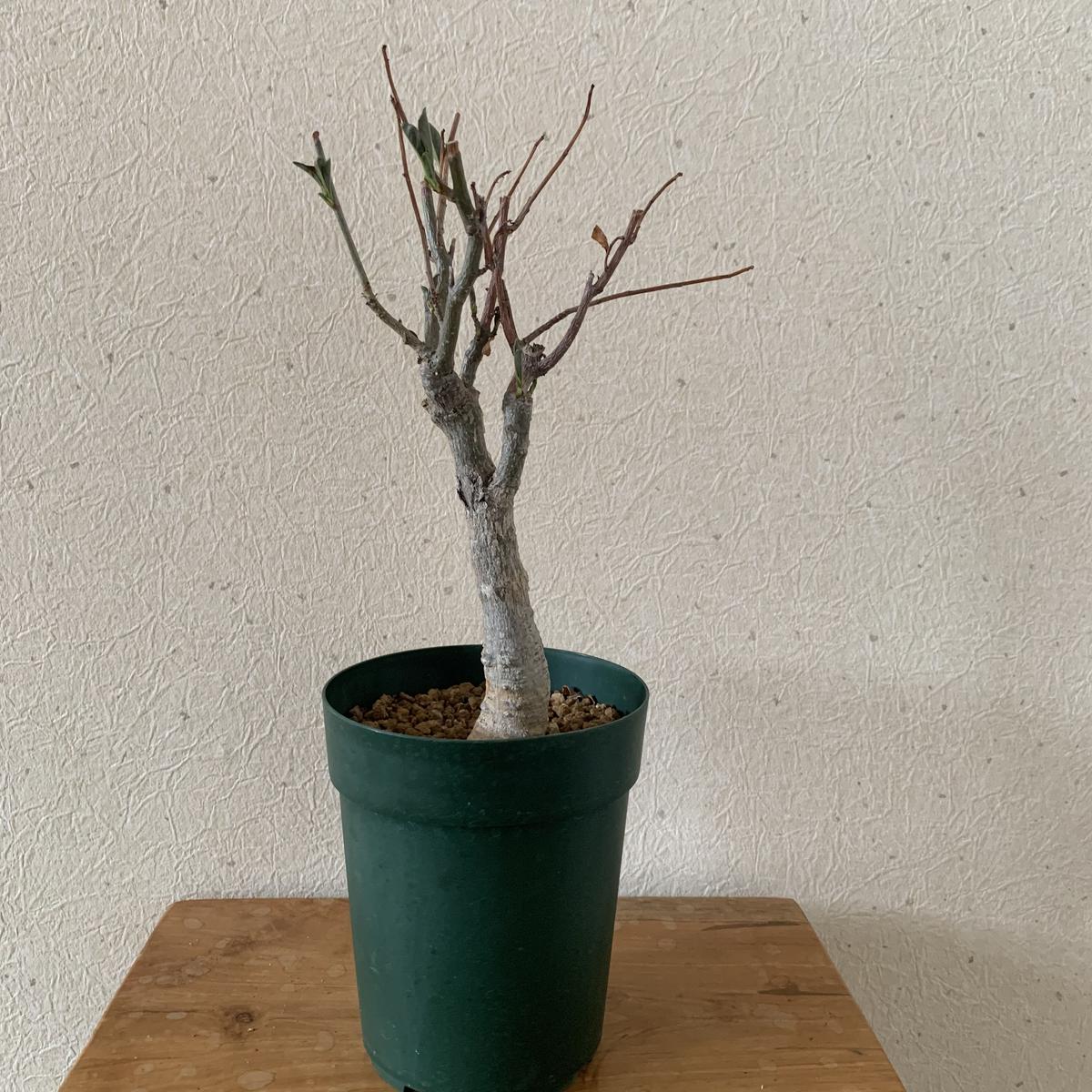 マダガスカル原産 神秘的なバオバブの木 盆栽的なお付き合いを 青坊主 Aobouzu