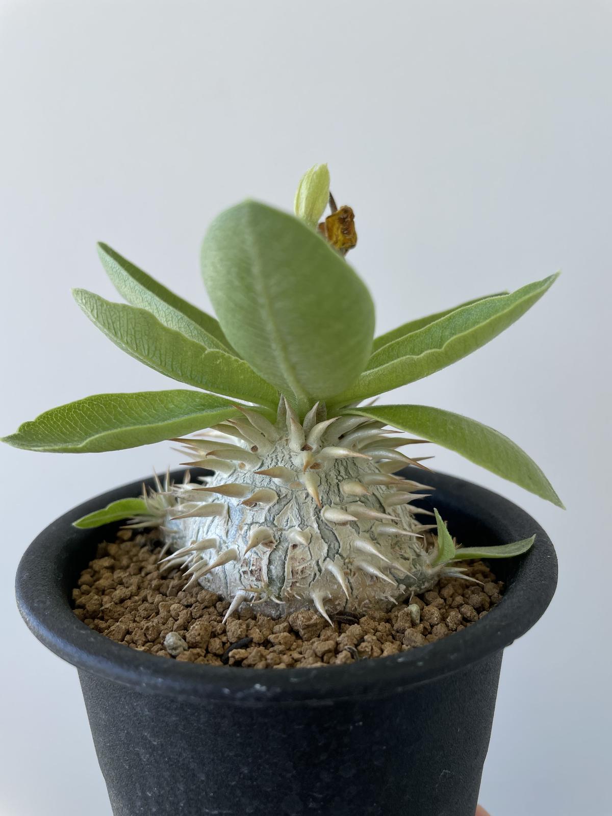新着】Pachypodium Enigmaticum【選抜実生・大きめ】パキポディウム ...