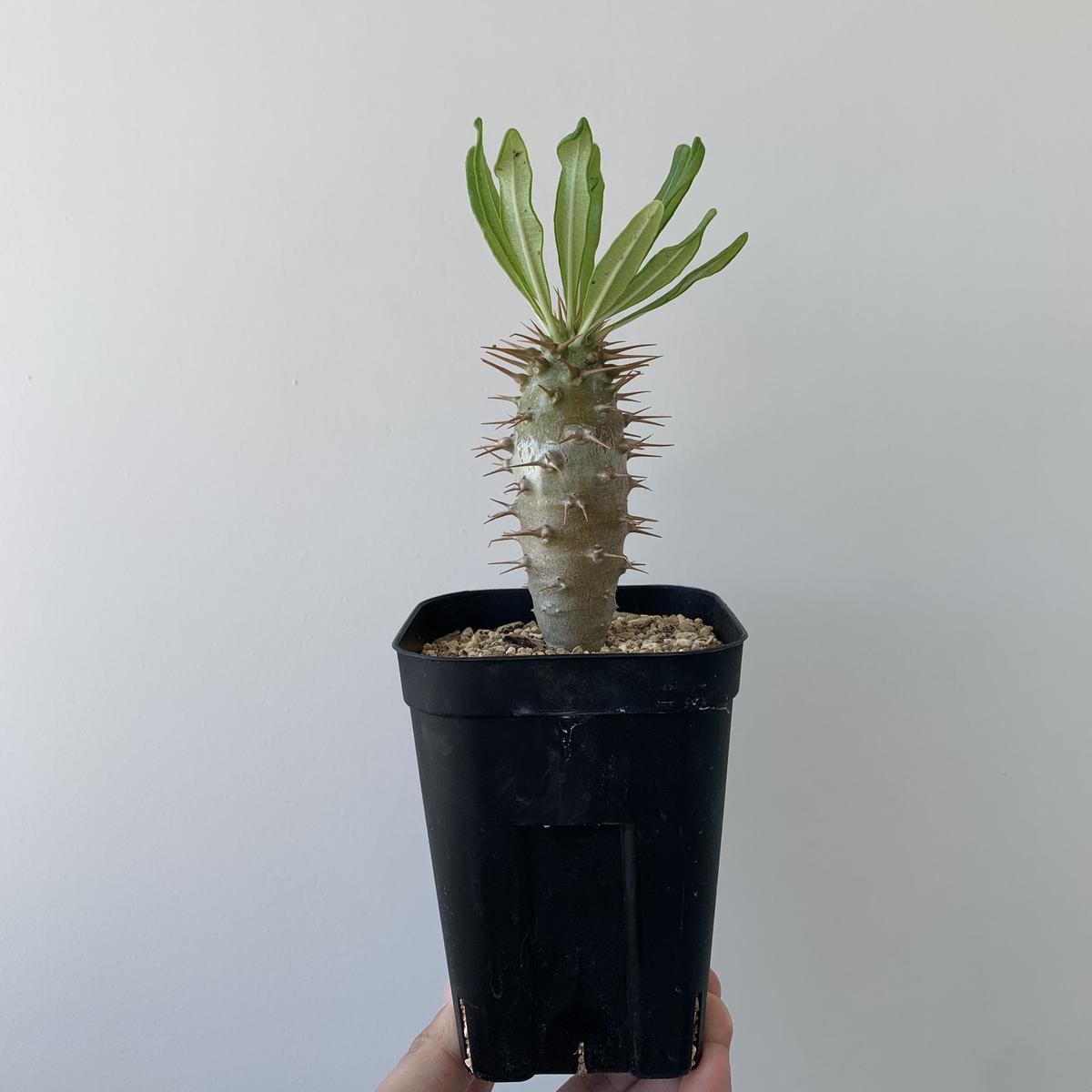 新着 パキポディウム アンボンゲンセ１ 特大サイズ 激レア品種 青坊主 Aobouzu