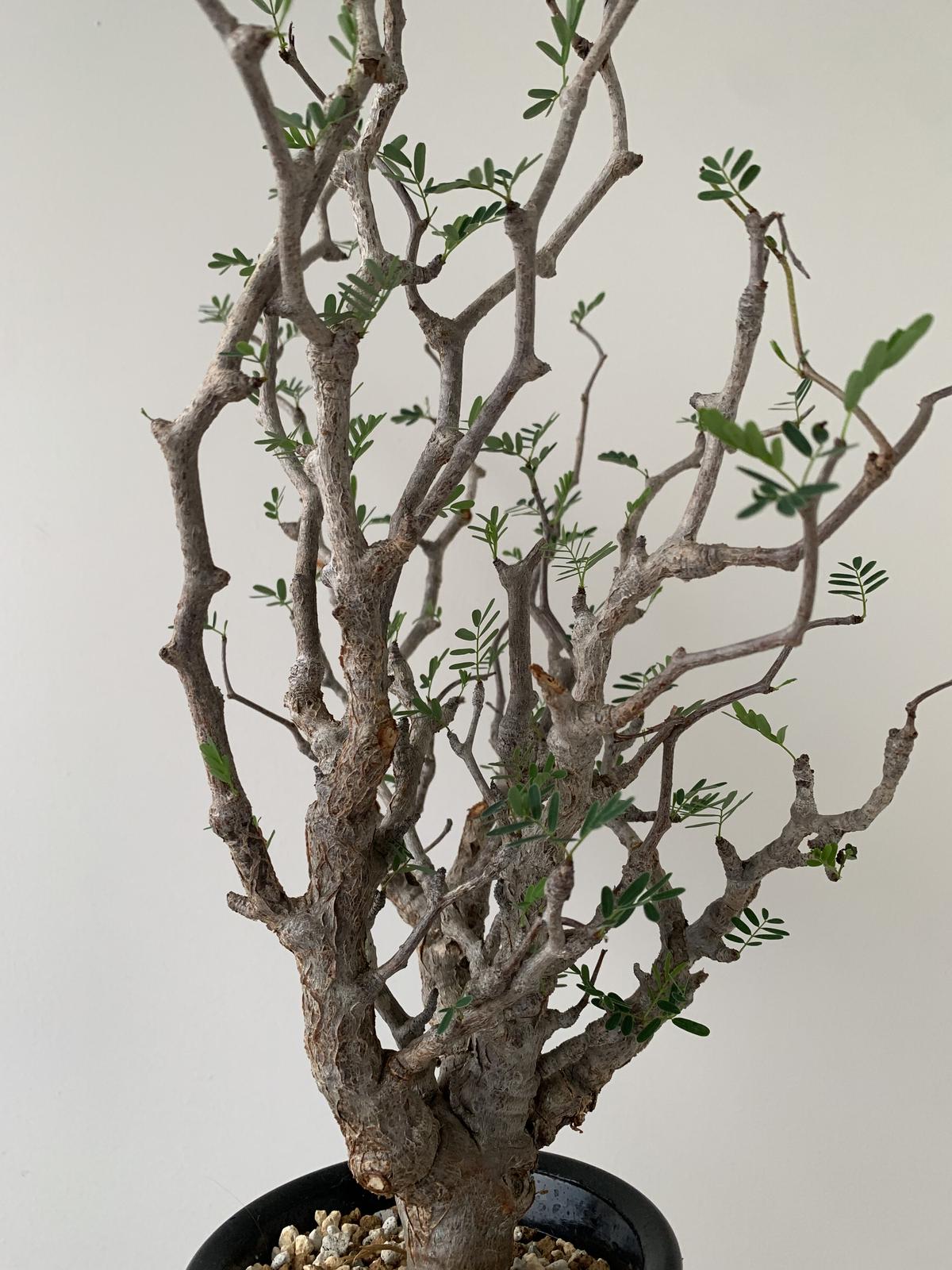 極上美樹形 イケメンセンナ 低木枝密度 特大 至極のセンナ メリ