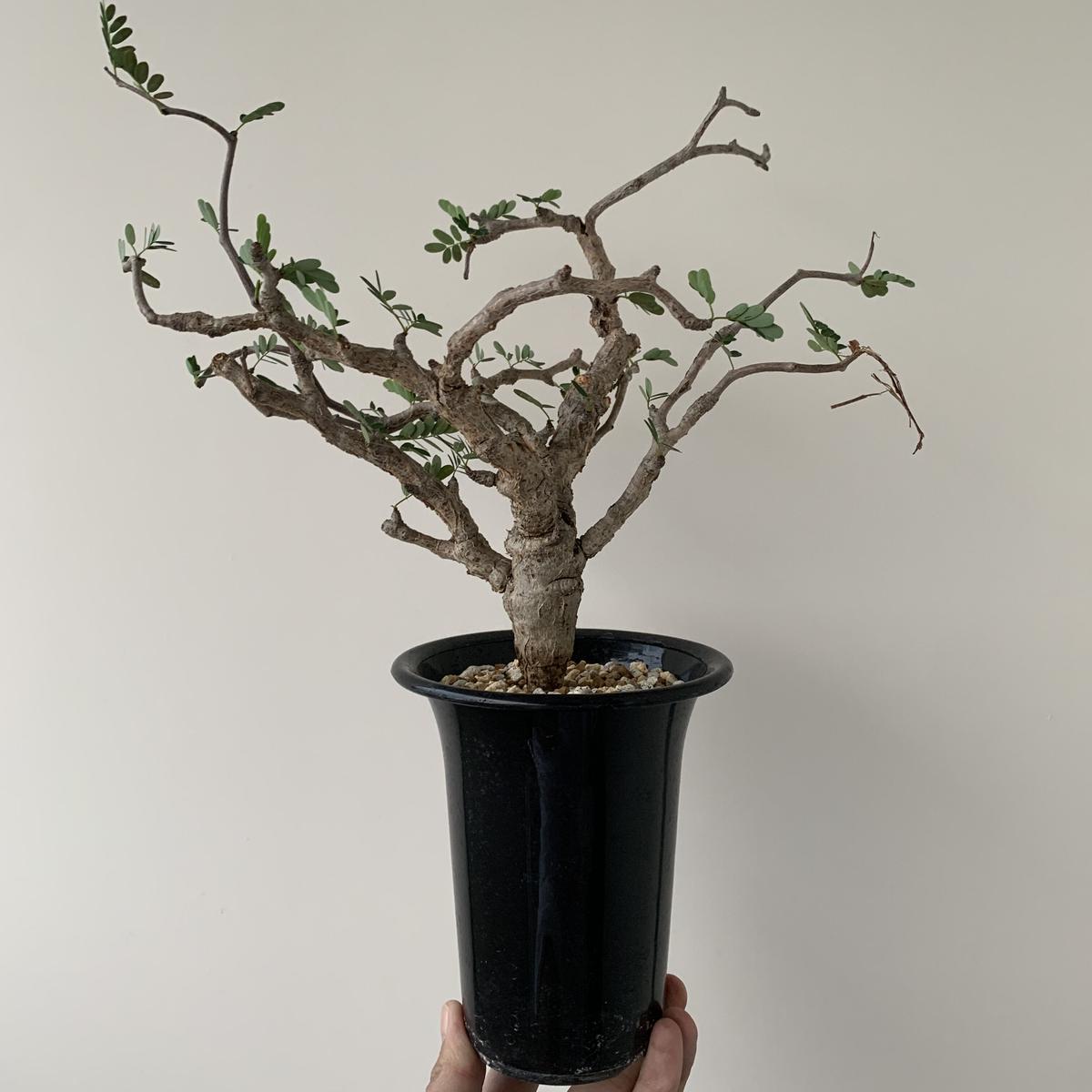 センナ メリディオナリス 最高の樹形 圧倒的な芽吹き 青坊主 Aobouzu