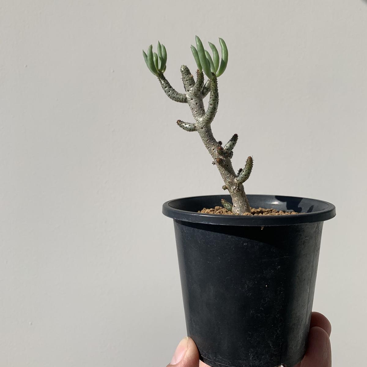 大株 チレコドン・ブックホルジアヌス 多肉植物 塊根植物 大株 チレコドン・ブックホルジアヌス 多肉植物 塊根植物