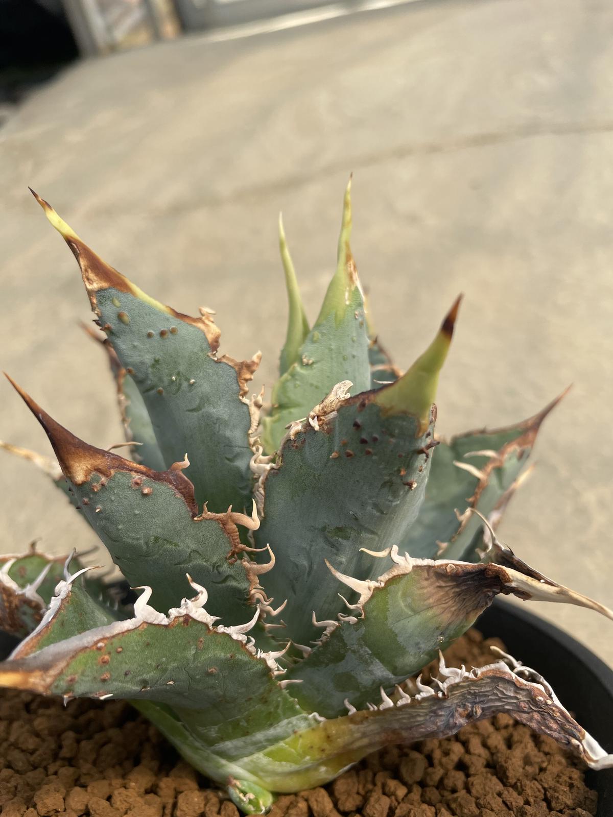 多頭子株】 アガベ チタノタ レオ agave titanota reo 裏棘