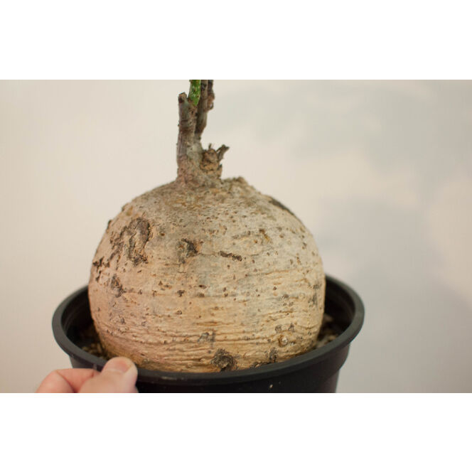 ど*衛様 アデニア ペリエリ メタモルファ アデニア ペリエリ？ メタモルファ？