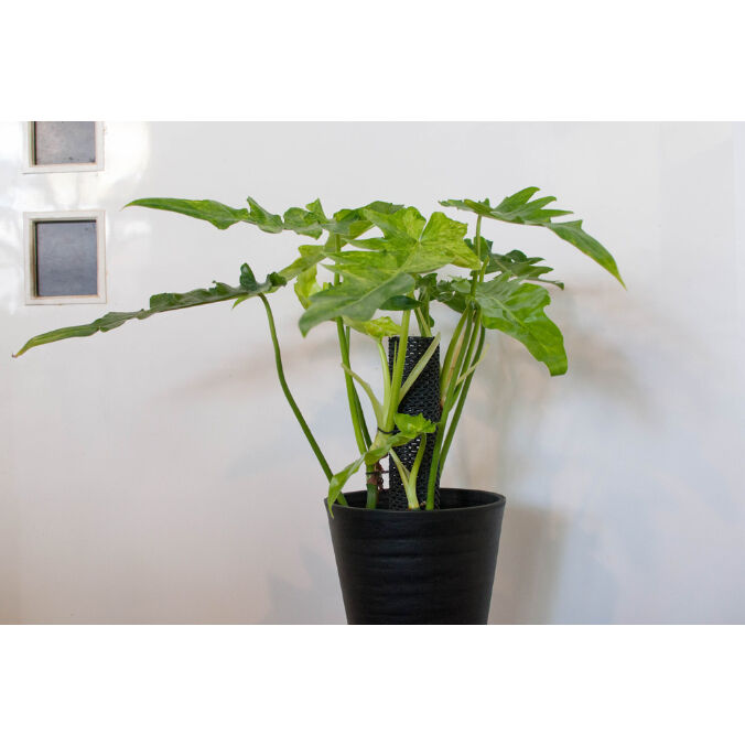 フィロデンドロン ボブシー バリエガータ おすすめ株 希少種 Aoki Kaen