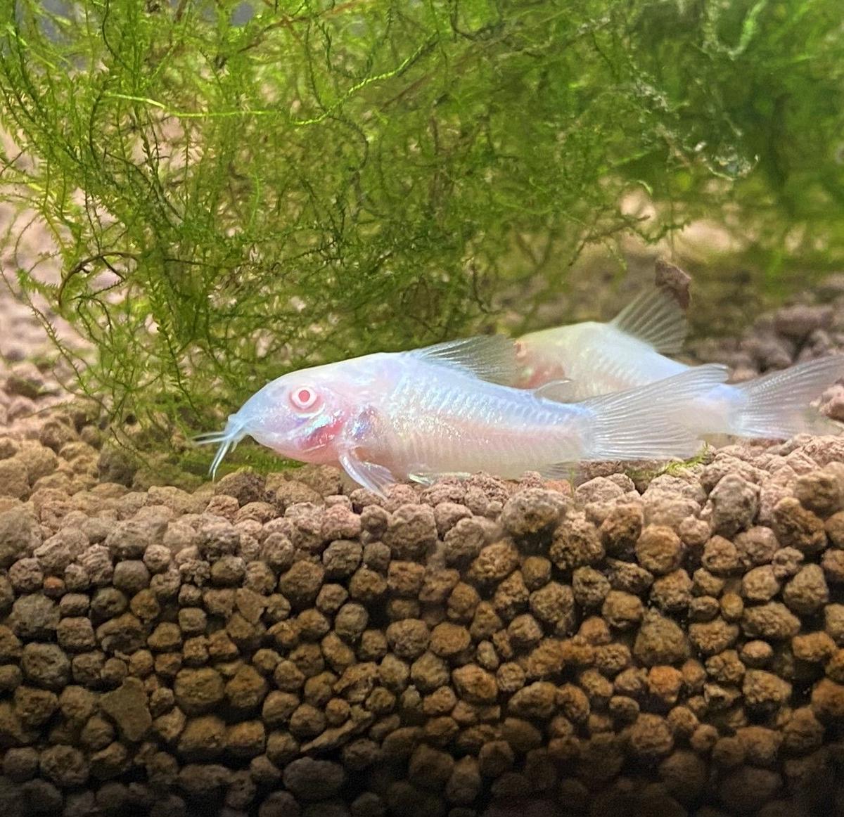 21年4月16日 生体入荷情報 熱帯魚 生体 用品通販のアクアショップ ピラルク 本店