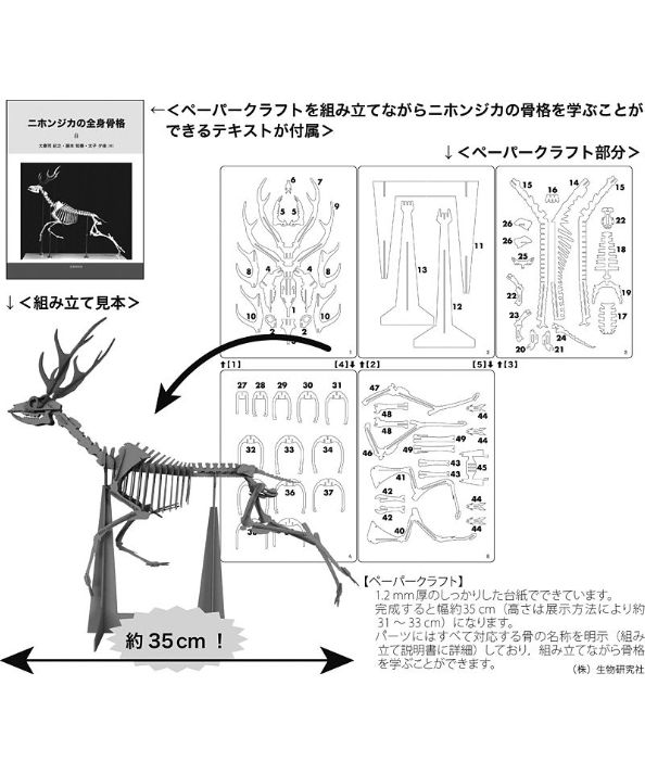 ニホンジカの全身骨格 生物研究社の本