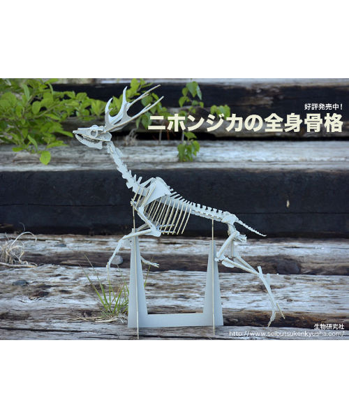 ニホンジカの全身骨格 生物研究社の本