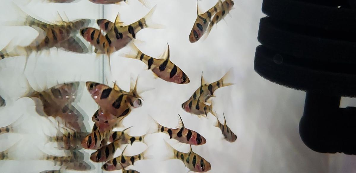 プンティウス ロンボオケラータス 10匹 Aquarium Store Rest プンティウス ロンボオケラータス 10匹 Aquarium Store Rest