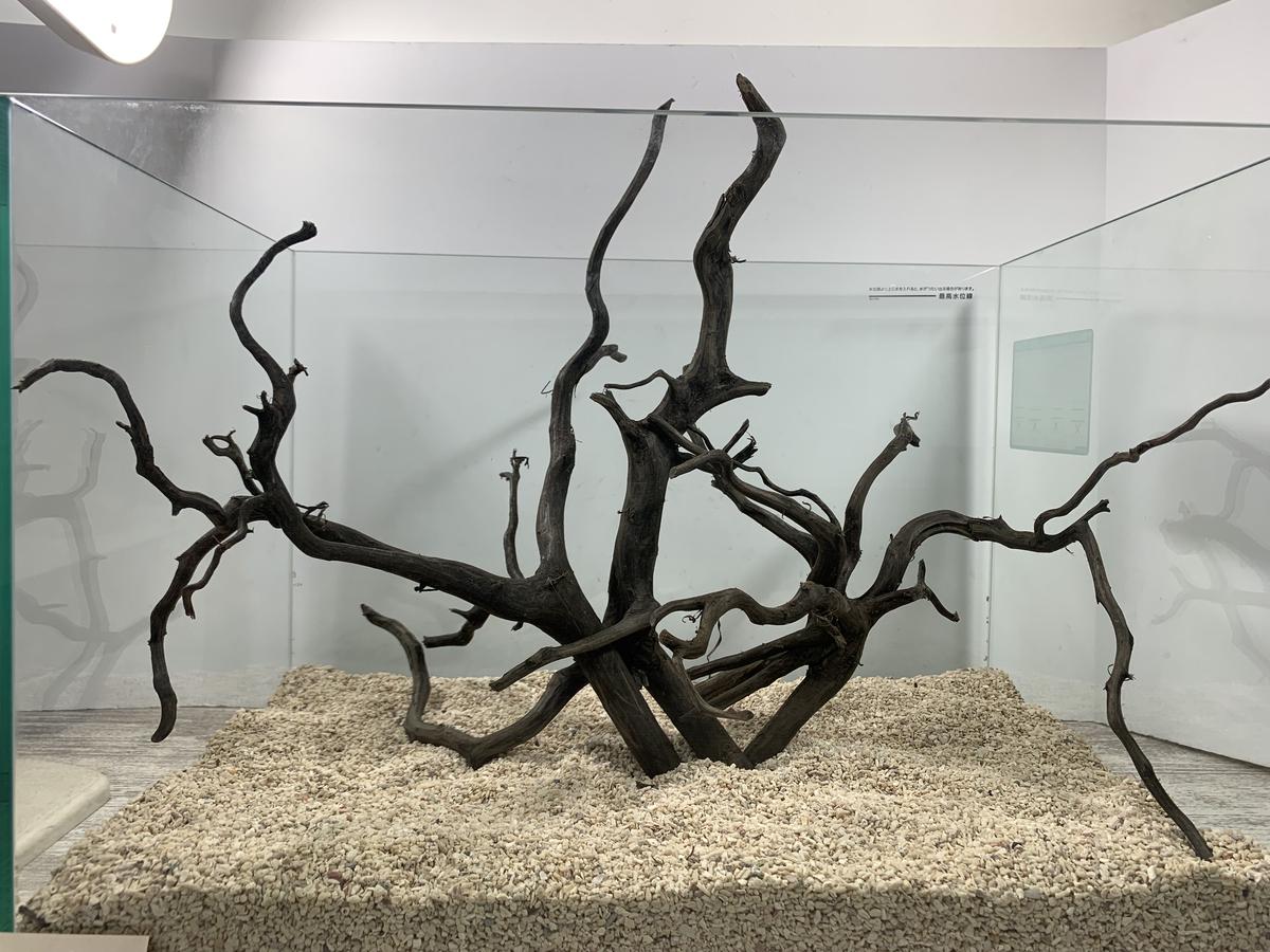 ネシア流木 ブラック３本組レイアウト 1点ものno 1994 45cm水槽 アクアリウム