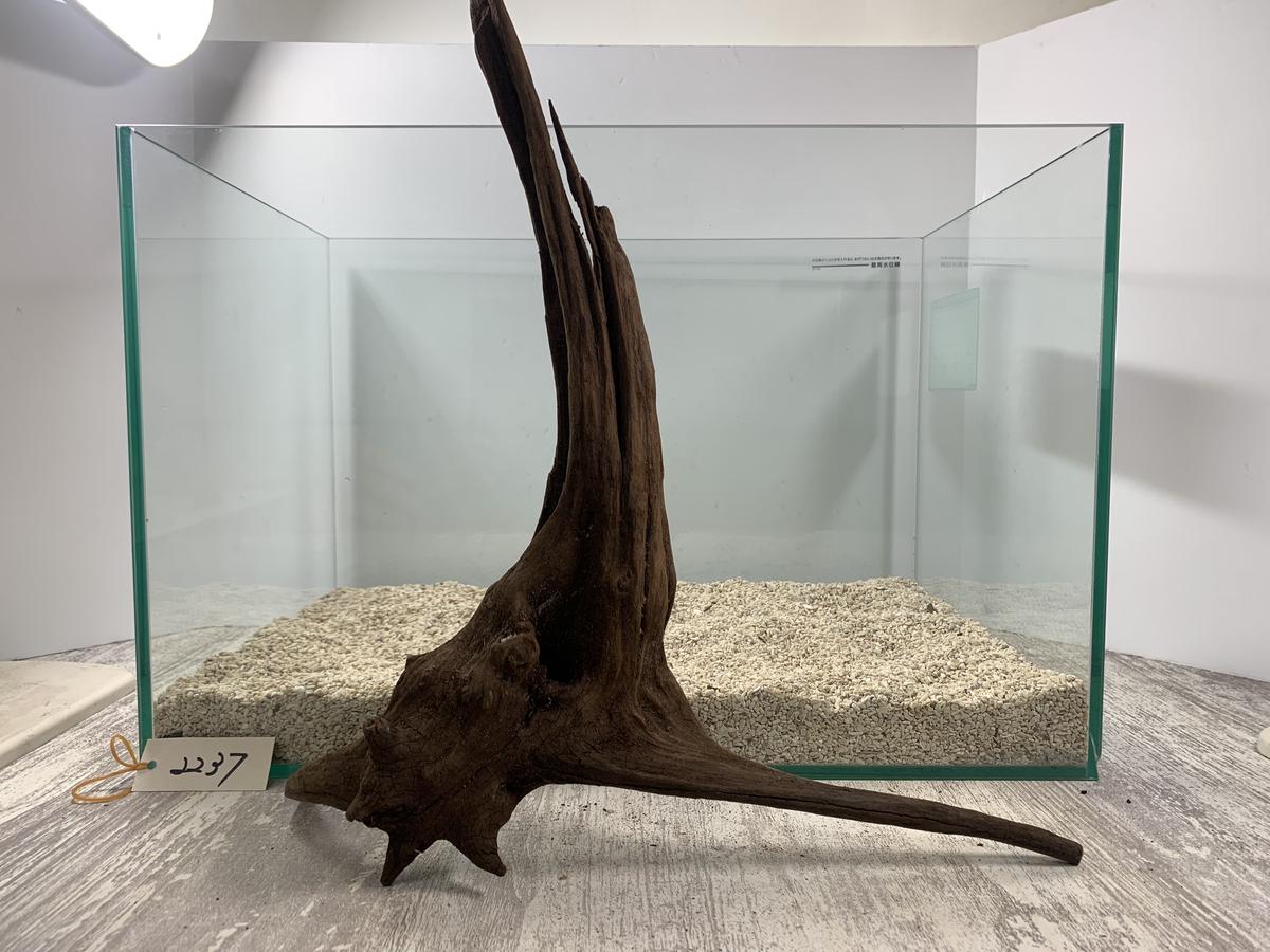 装飾用最高級流木☆マングローブ系プレミアム