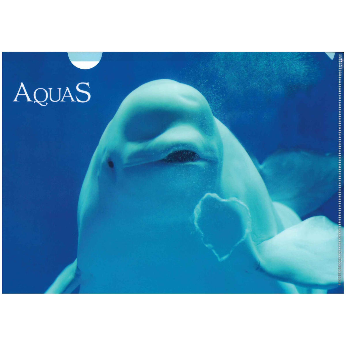 クリアファイル ハッピーバブルリング Aquas Gift Shop Online クリアファイル ハッピーバブルリング Aquas Gift Shop Online