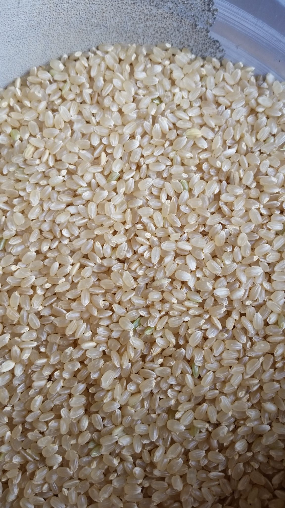 和歌山県産にこまる/玄米/30kg/令和4年産 | 有限会社 朝日食糧