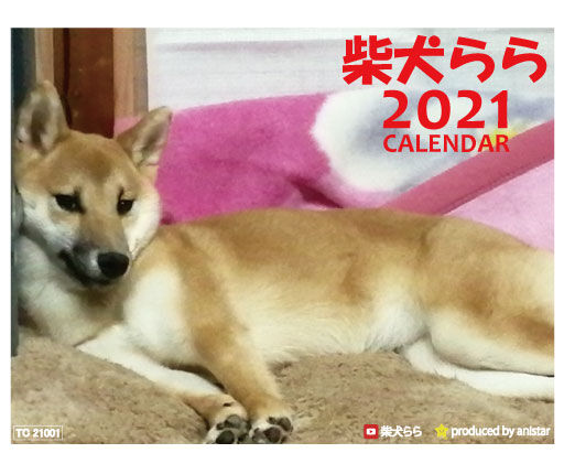 予約販売 柴犬 らら 21年 卓上カレンダー Tc Anistar