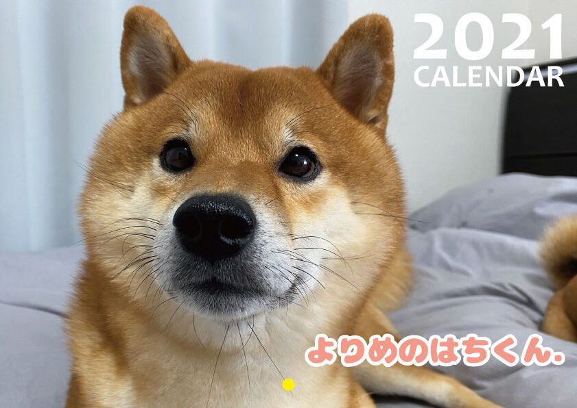 予約販売 柴犬 よりめのはちくん 21年 壁掛けカレンダー Kk Ani