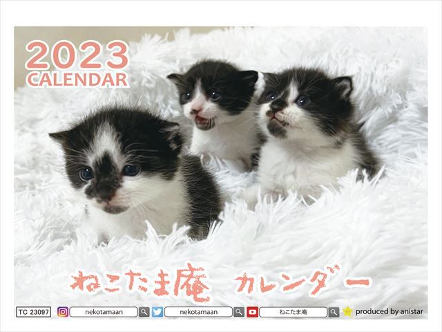 予約販売 猫のねこたま庵 2023年 卓上カレンダー TC23097 ANISTAR 予約販売 猫のねこたま庵 2023年 卓上カレンダー TC23097 ANISTAR