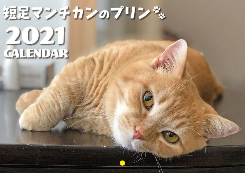予約販売 短足マンチカンのプリン 21年 壁掛けカレンダー Kk Ani