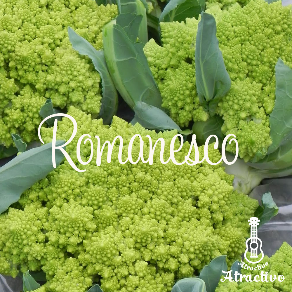 オシャレなブロッコリー ロマネスコ の種 イタリア野菜 西洋野菜と種子通販 販売 アトラク