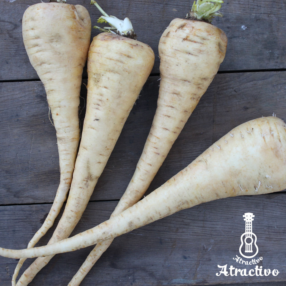 イギリス野菜 白い人参パースニップの種 イタリア野菜 西洋野菜と種子通販 販売 アトラクティーボ