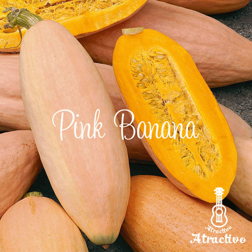 アメリカで100年以上前から栽培されている ピンクバナナかぼちゃの種 イタリア野菜 西洋野