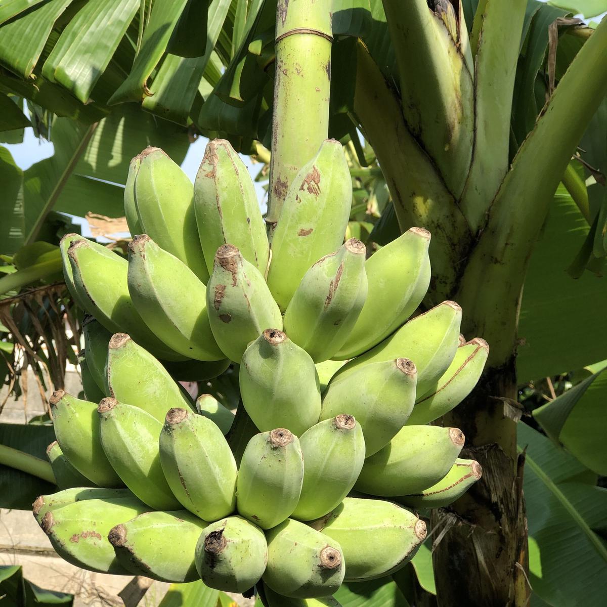 210cm収穫優先.巨大苗◆ヌアンジュンバナナ◆絶対糖度品種。低木＝バナナ 210cm収穫優先.巨大苗◇ヌアンジュンバナナ◇絶対糖度品種。低木