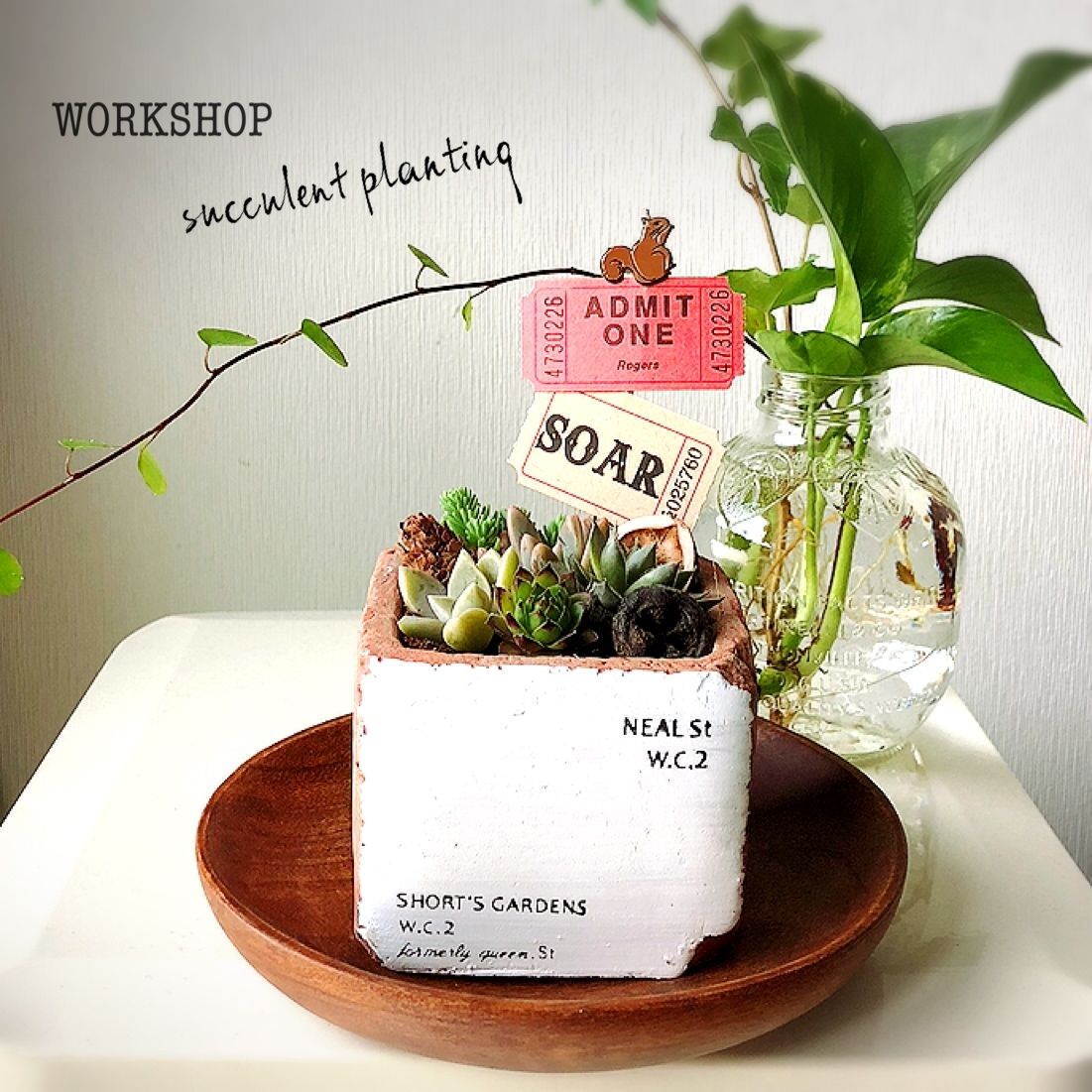 多肉植物の寄せ植え キット Baumhome