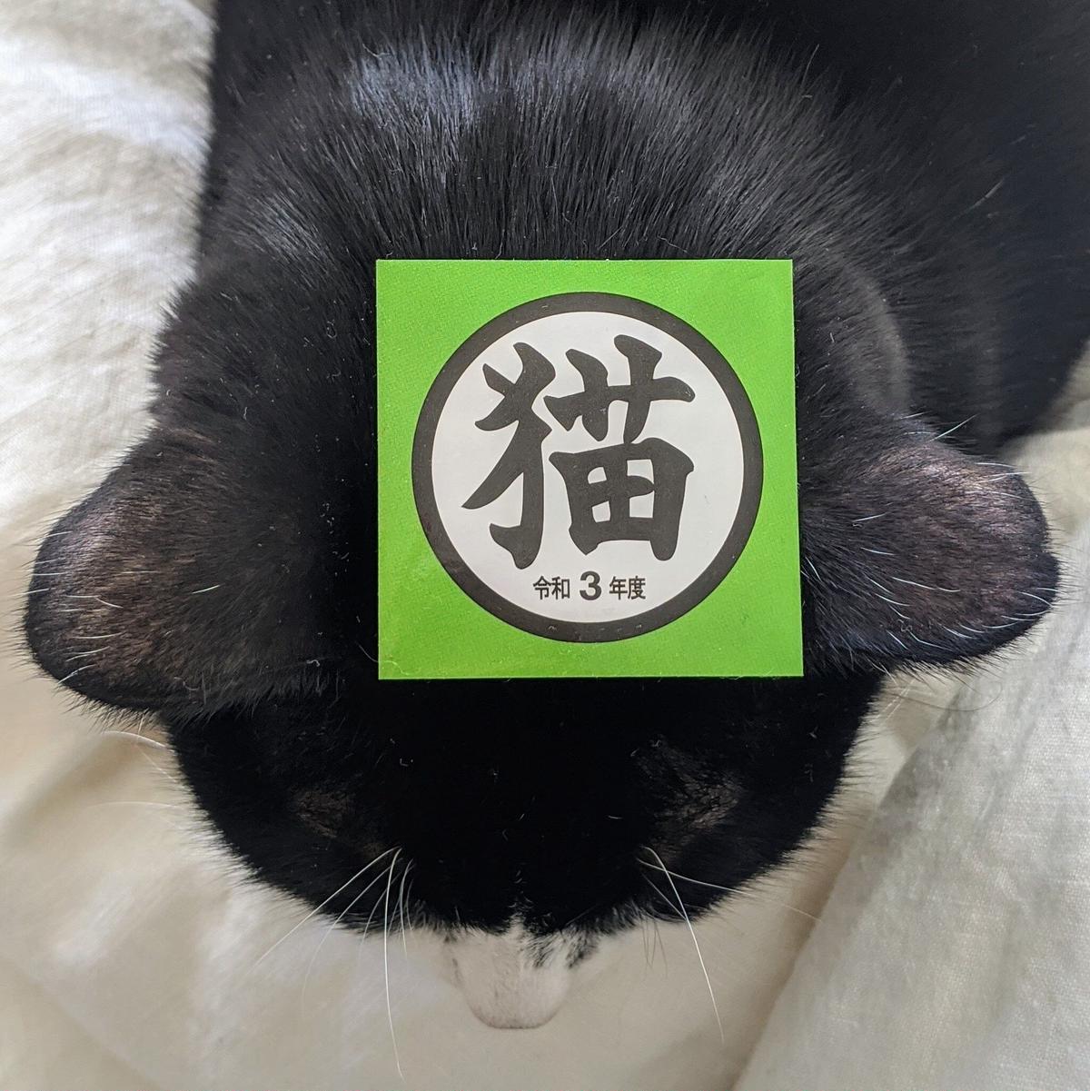 ねこ飛び出し注意 シール ねこ 茶トラ 脱走防止 ステッカー 黒猫 猫 Cat 白猫 ネコ サバトラ きじトラ ブチ猫 ぶち猫 トラ猫