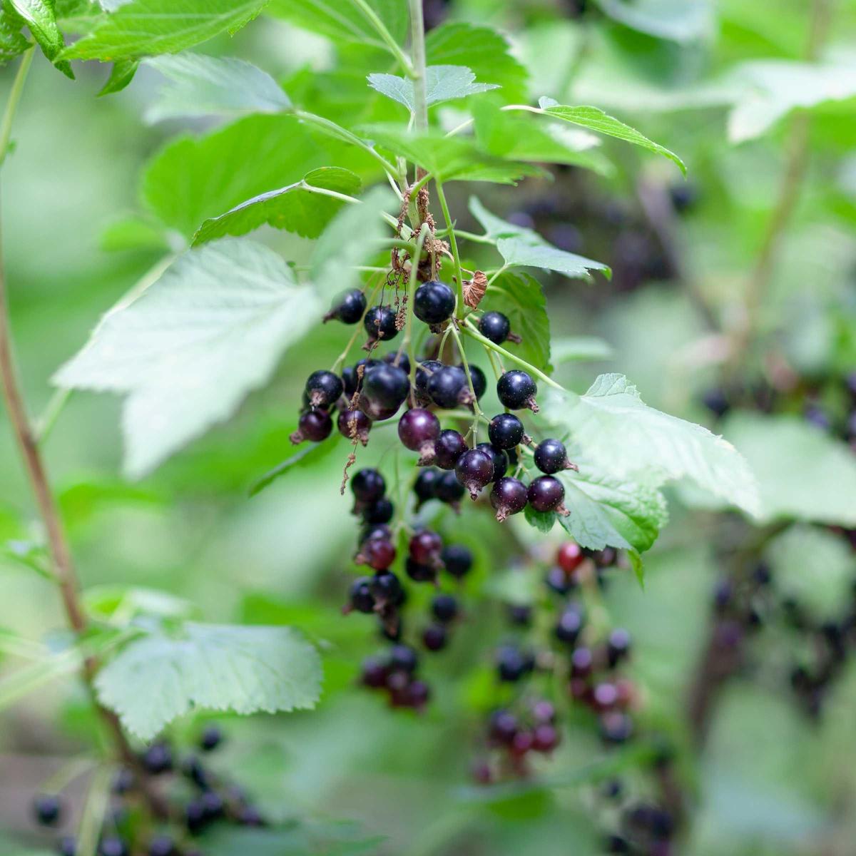 美瑛産 冷凍カシス 無農薬自然栽培 700g 美瑛の森 Konon 美瑛産 冷凍カシス 無農薬自然栽培 700g 美瑛の森 Konon