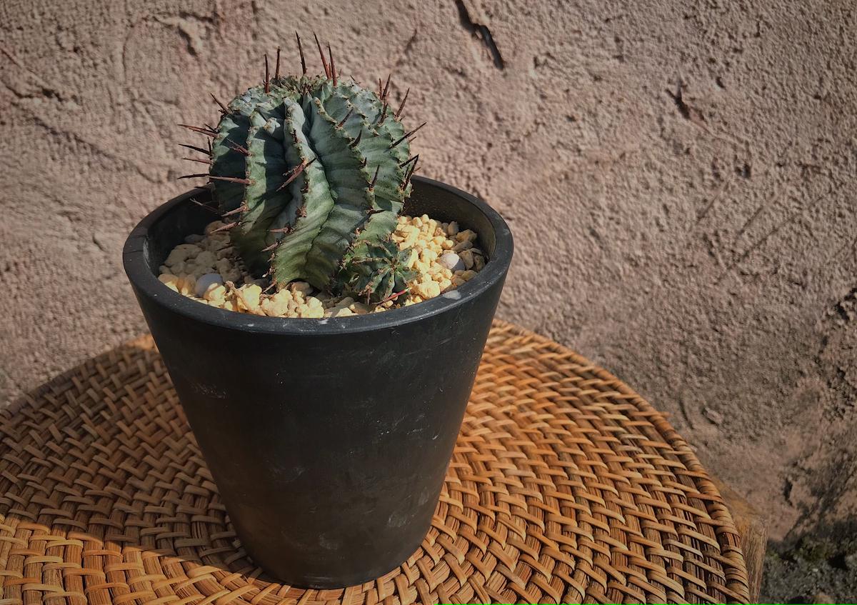 ユーフォルビア ホリダ ゼブラタイプ 花と器 Biji