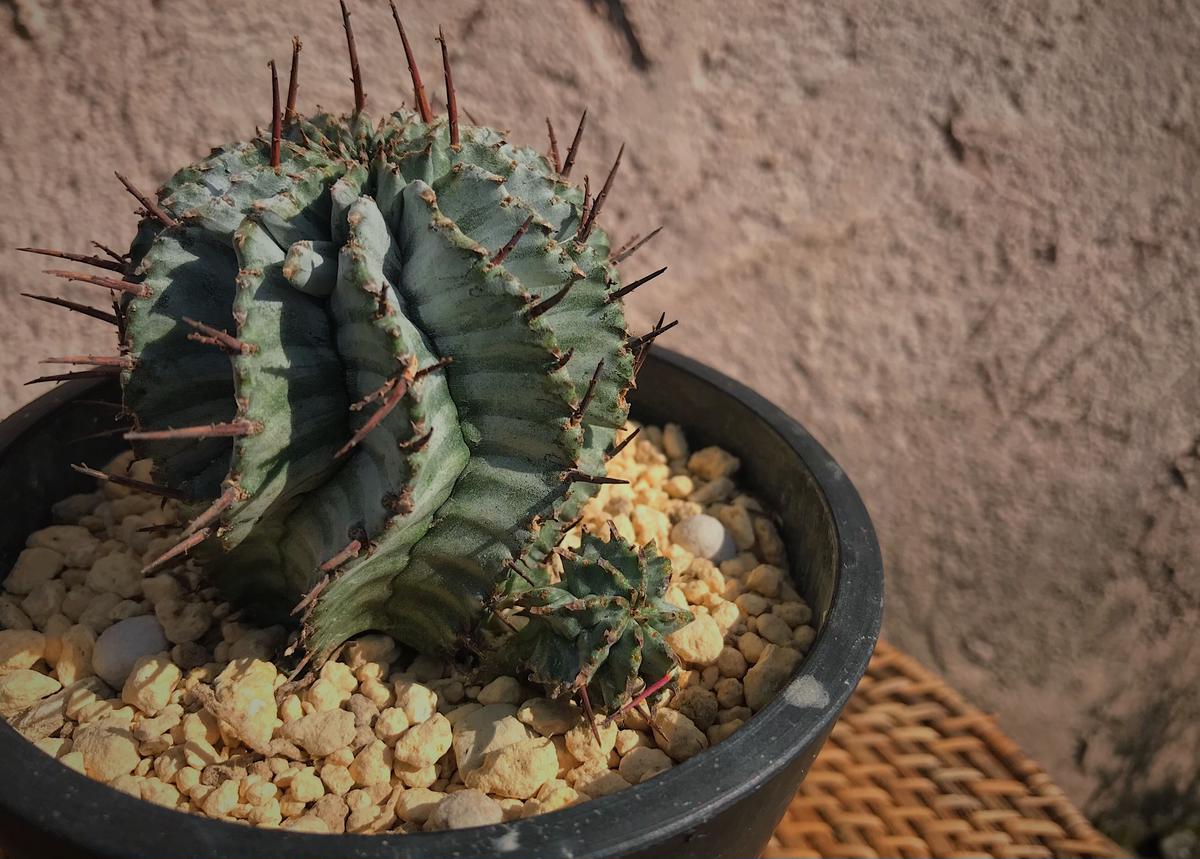 ユーフォルビア ホリダ ゼブラタイプ 花と器 Biji