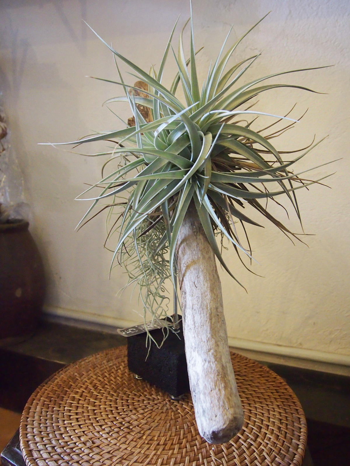 流木つきエアプランツ チランジア ホワイトスター 花と器 Biji